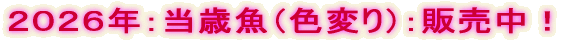 �Q�O�Q�U�N�G���΋����e�̔� �@�@�@�@�@�@�@�@�@�@�i�ߓ��f�ڗ\��j
